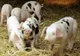 Atenţie de unde luaţi carnea de porc! Protecția Consumatorilor, avertisment pentru populație