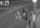 O femeie din Bârlad, la un pas să fie sfâșiată de o haită de câini maidanezi - VIDEO