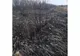 Peste 60 hectare vegetație uscată și stuf au ars în zona Blăgești - Murgeni - Rânzești 