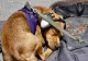1 martie, miercurea ALARMELOR. Cum ne protejăm animalele de casă de sunetul sirenelor