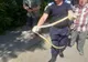Bârlad: Un şarpe lung de peste un metru, a fost prins de pompieri în apropierea unui bloc din centrul orașului