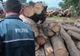 Controale în toată țara pentru protejarea fondului forestier. 74 de dosare penale într-o săptămână