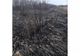 Peste 60 hectare vegetație uscată și stuf au ars în zona Blăgești - Murgeni - Rânzești 
