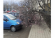 Vântul puternic a doborât un copac peste două autoturisme