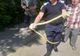 Bârlad: Un şarpe lung de peste un metru, a fost prins de pompieri în apropierea unui bloc din centrul orașului