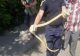 Invazie de ȘERPI în mai multe zone din țară! Alertă maximă - VIDEO
